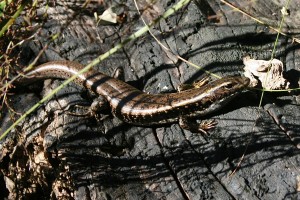 Water skink basking on a log (Eulamprus quoyii)