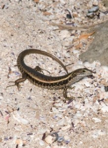 Our favourite water skink...enjoying the beach!